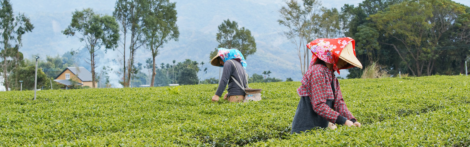 Darjeeling